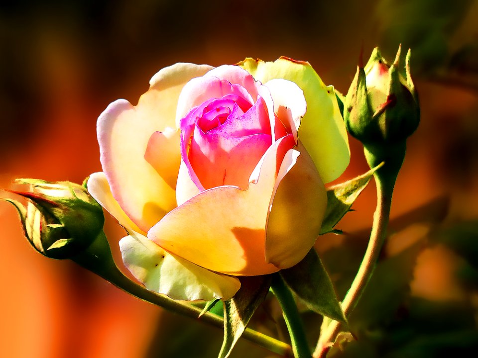 Rose vue sous Lumix (43747920685)