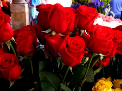 Rosas (9023983989)