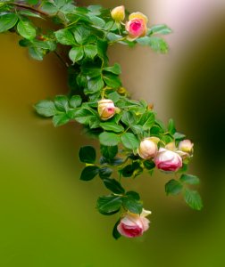 Roses (30986637447)