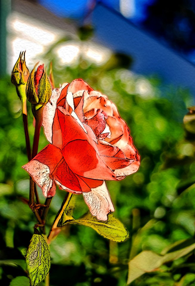 Roses anonymes (42218590115)