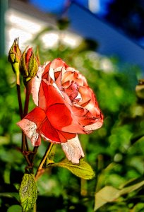 Roses anonymes (42218590115)