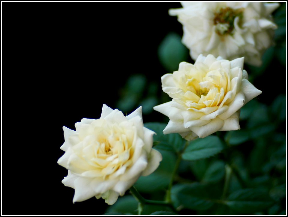 Roses - Flickr - GeorgeTan ^2...thanks for millionth support