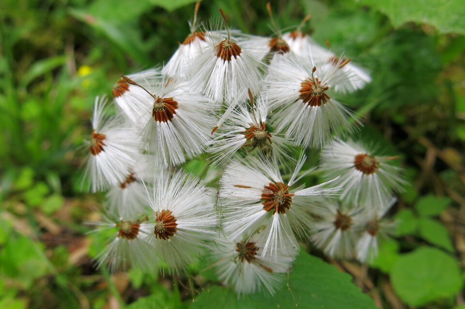 Dandelions parachutes folded