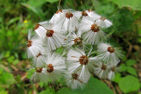 Dandelions parachutes folded