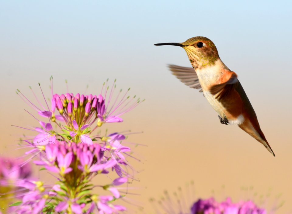 Rufous hummingbird at Seedskadee National Wildlife Refuge (51354920727)