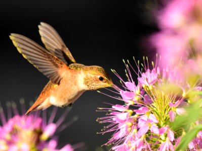 Rufous hummingbird at Seedskadee National Wildlife Refuge (51355615981)