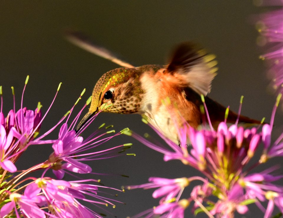 Rufous hummingbird at Seedskadee National Wildlife Refuge (51355860063)