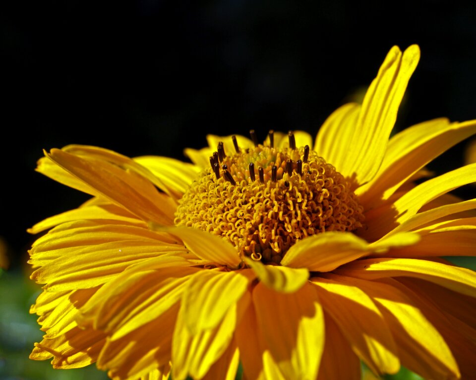 Growth leaf summer