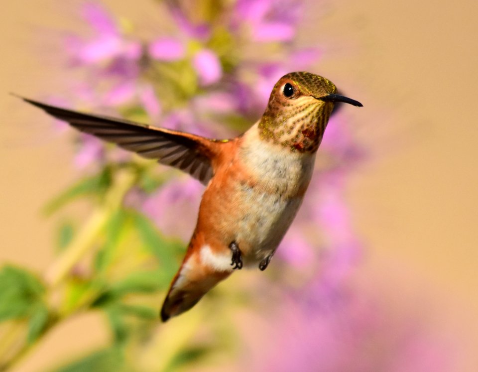 Rufous hummingbird at Seedskadee National Wildlife Refuge (51355895723)