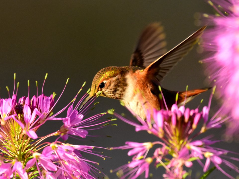 Rufous hummingbird at Seedskadee National Wildlife Refuge (51356367964)