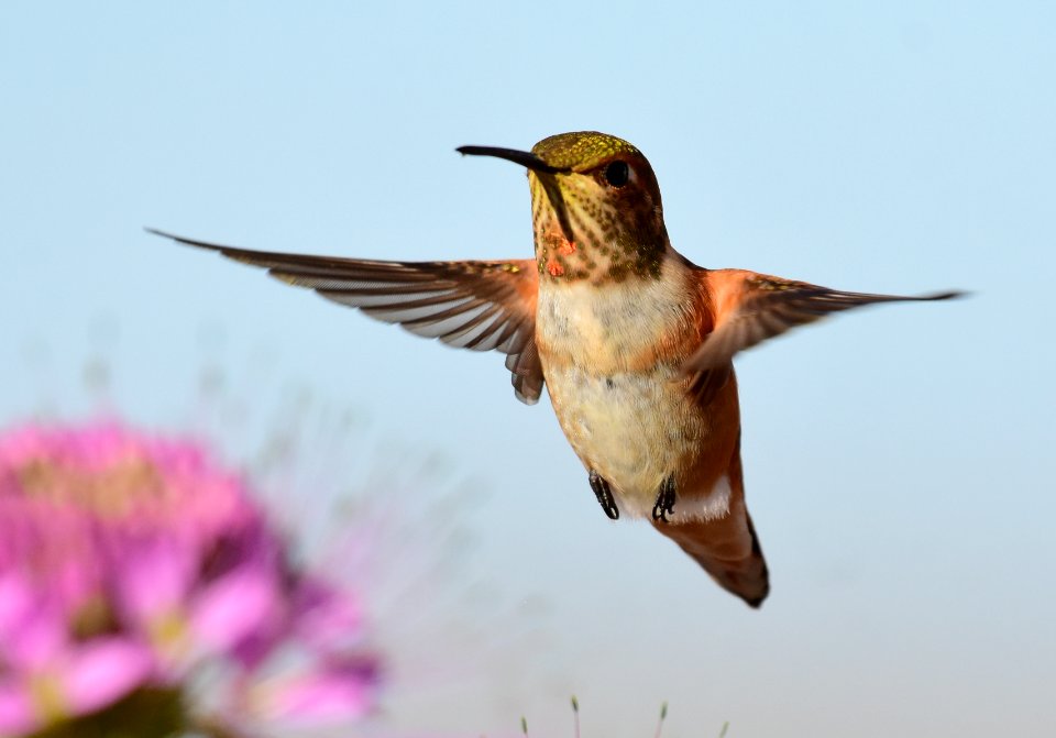 Rufous hummingbird at Seedskadee National Wildlife Refuge (51356394009)