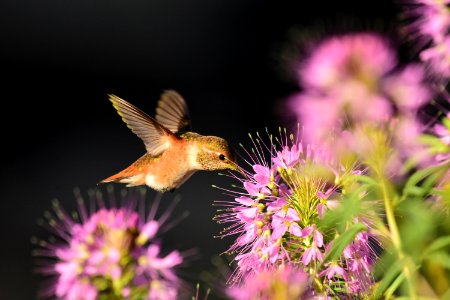 Rufous hummingbird at Seedskadee National Wildlife Refuge (51356425139)