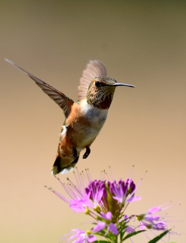 Rufous hummingbird at Seedskadee National Wildlife Refuge (51350301086)