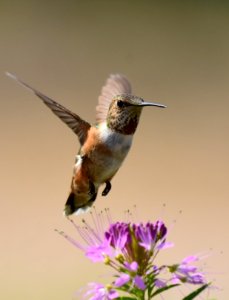 Rufous hummingbird at Seedskadee National Wildlife Refuge (51350301086) photo