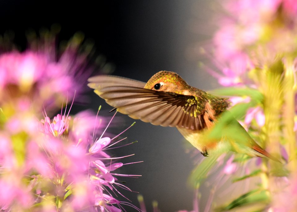 Rufous hummingbird at Seedskadee National Wildlife Refuge (51356638080)