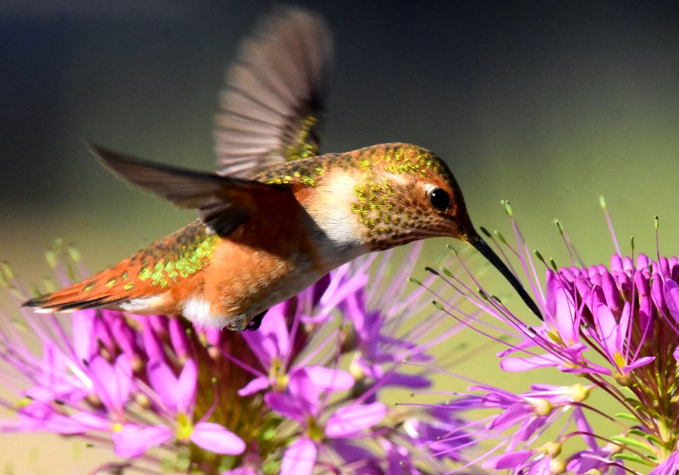 Rufous hummingbird at Seedskadee National Wildlife Refuge (51354936052)