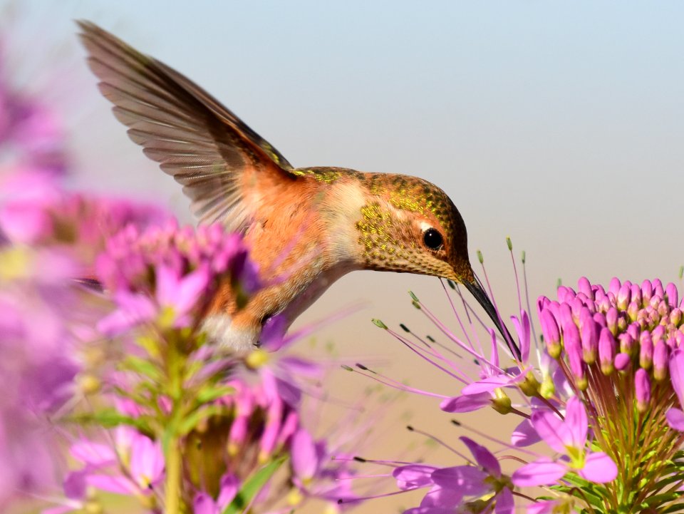 Rufous hummingbird at Seedskadee National Wildlife Refuge (51356667785)