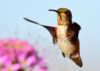 Rufous hummingbird at Seedskadee National Wildlife Refuge (51355653161)