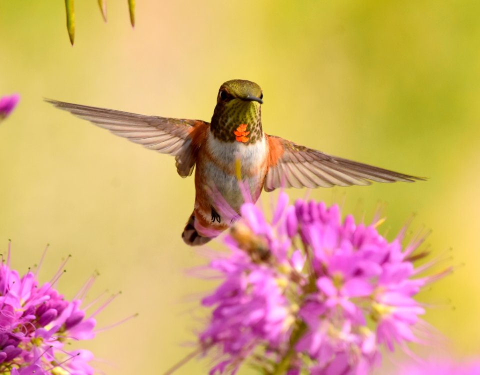 Rufous hummingbird at Seedskadee National Wildlife Refuge (51540225094)