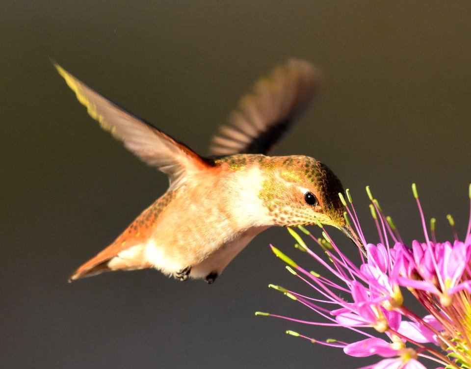 Rufous hummingbird at Seedskadee National Wildlife Refuge (51355868268)