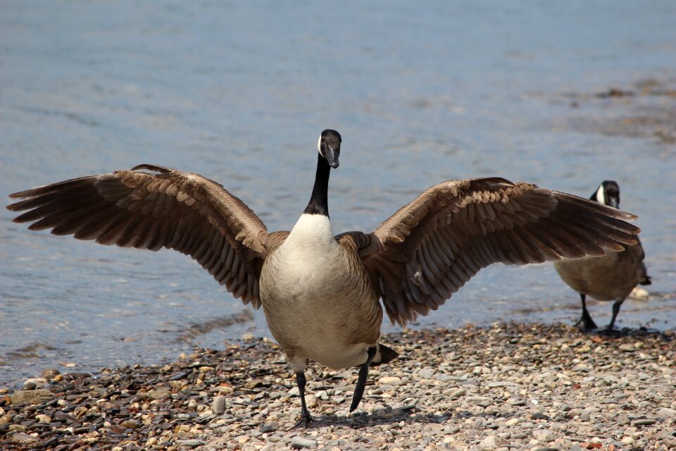 Nature goose feather