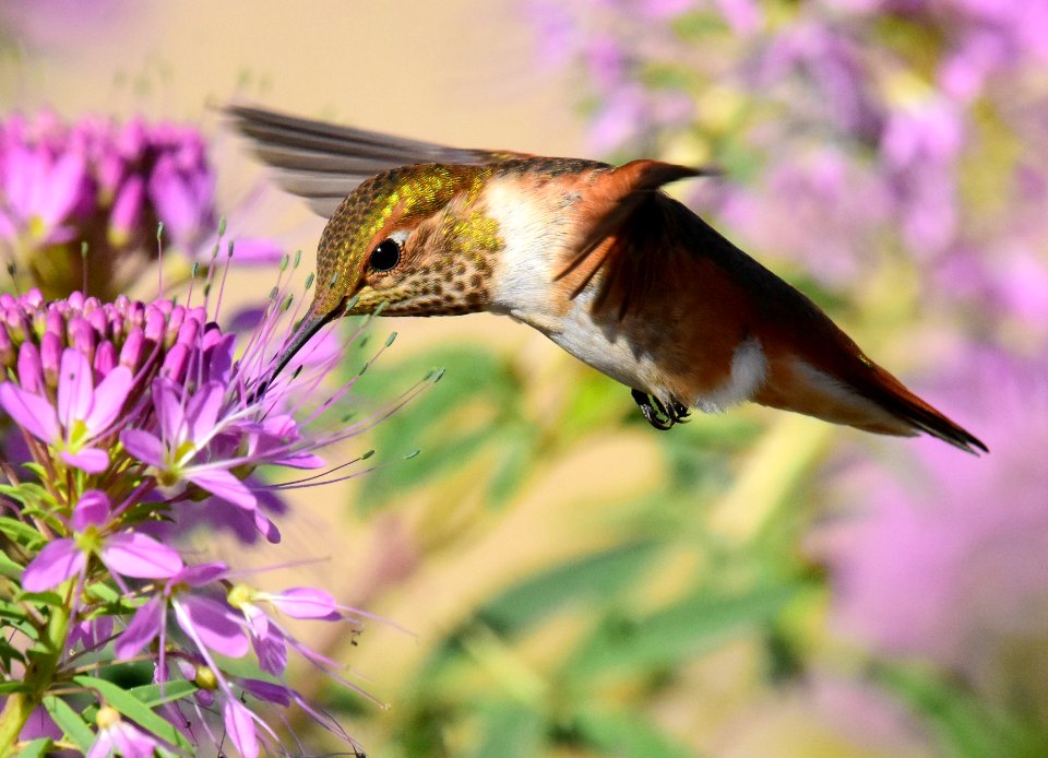 Rufous hummingbird at Seedskadee National Wildlife Refuge (51355908613)
