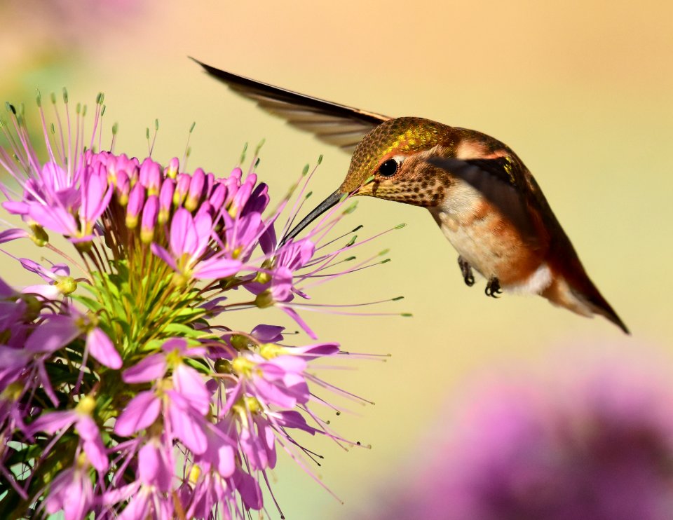 Rufous hummingbird at Seedskadee National Wildlife Refuge (51354928012)