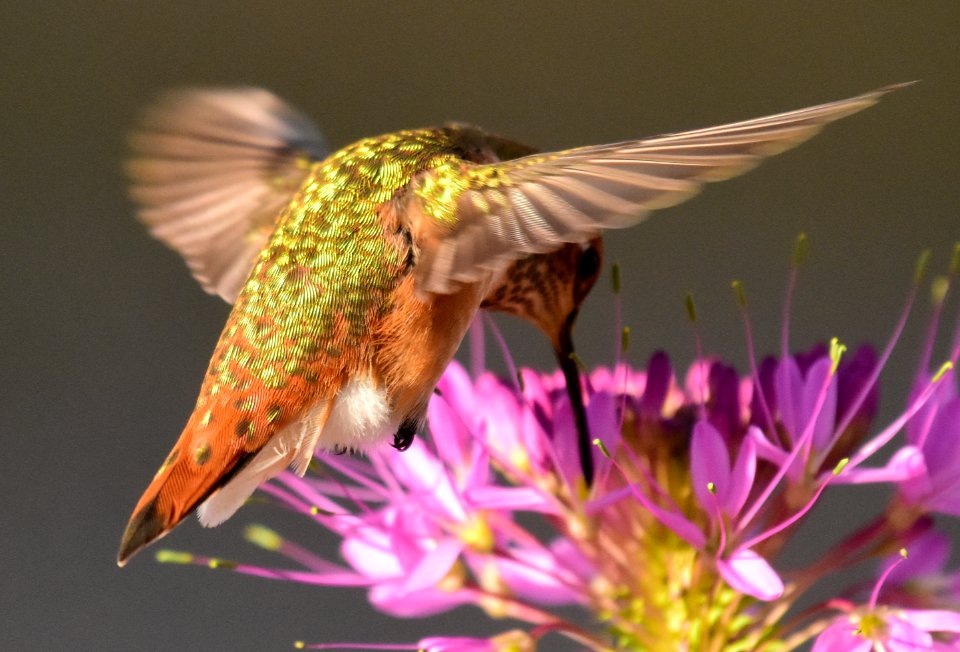 Rufous hummingbird at Seedskadee National Wildlife Refuge (51356385229)