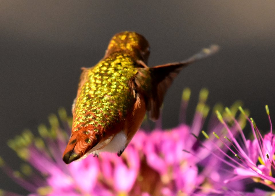 Rufous hummingbird at Seedskadee National Wildlife Refuge (51355623766)