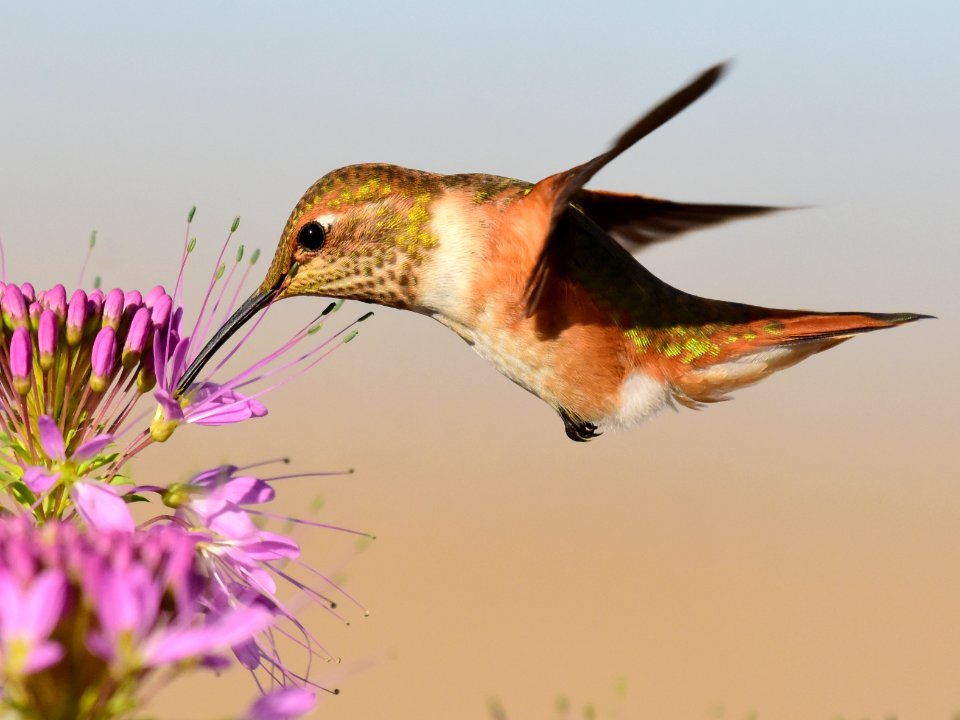 Rufous hummingbird at Seedskadee National Wildlife Refuge (51356398124)