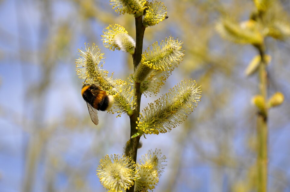 Insect blossom bloom