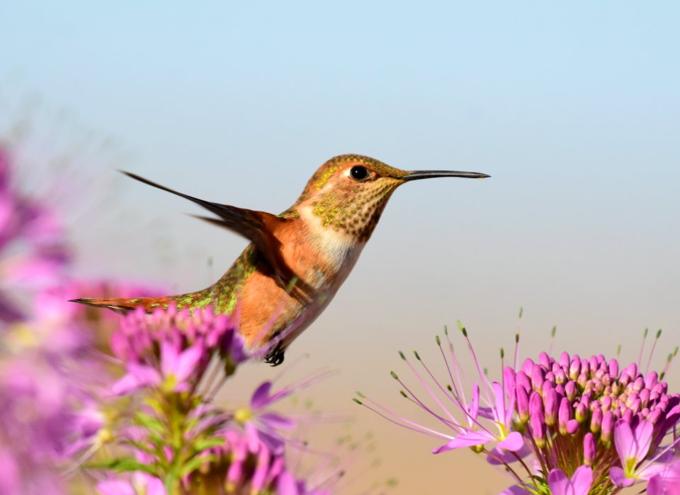 Rufous hummingbird at Seedskadee National Wildlife Refuge (51354911182)