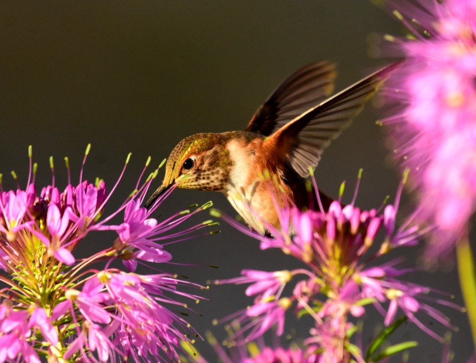 Rufous hummingbird at Seedskadee National Wildlife Refuge (51355866023)