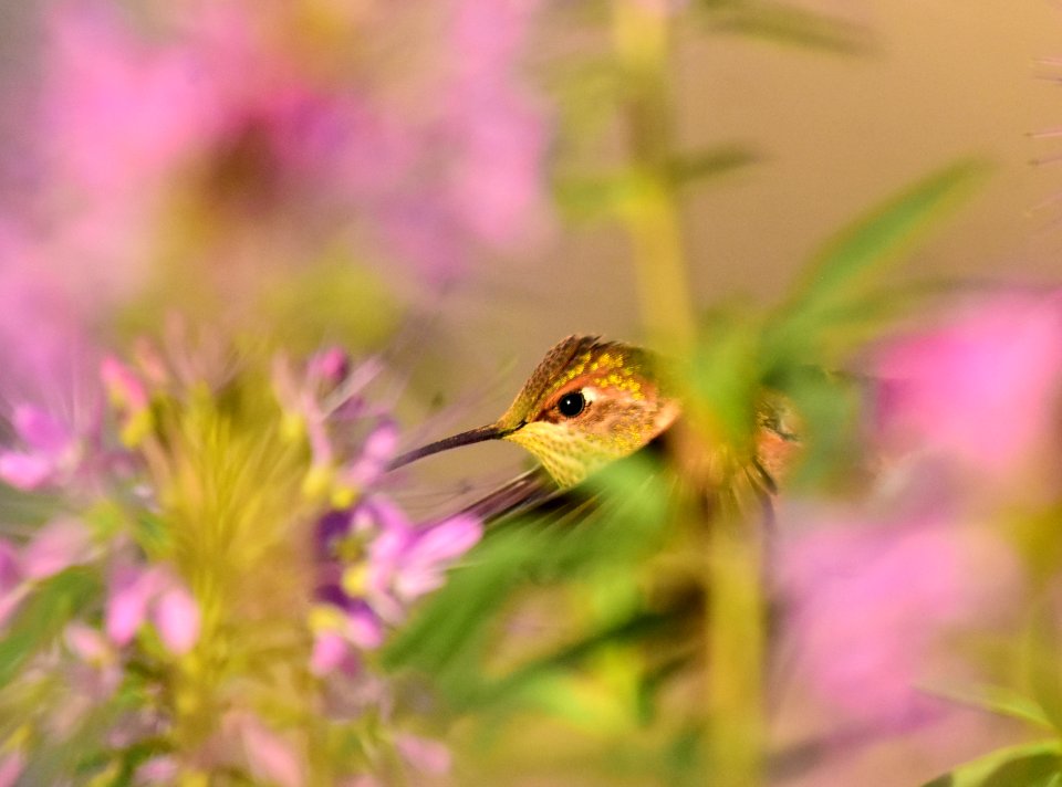Rufous hummingbird at Seedskadee National Wildlife Refuge (51356460789)
