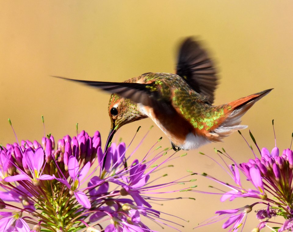 Rufous hummingbird at Seedskadee National Wildlife Refuge (51354971907)