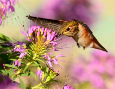 Rufous hummingbird at Seedskadee National Wildlife Refuge (51355903498) photo