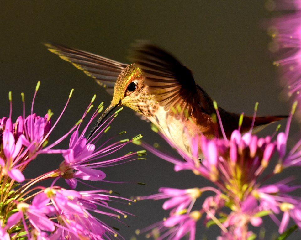 Rufous hummingbird at Seedskadee National Wildlife Refuge (51356651265)