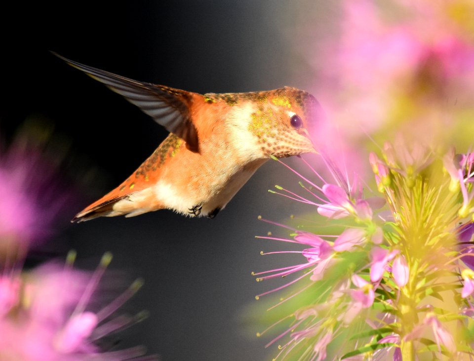 Rufous hummingbird at Seedskadee National Wildlife Refuge (51355851273)