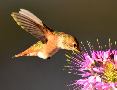 Rufous hummingbird at Seedskadee National Wildlife Refuge (51356383459)