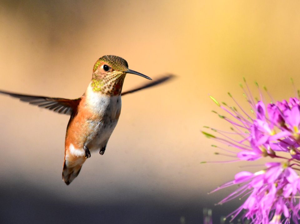 Rufous hummingbird at Seedskadee National Wildlife Refuge (51538710232)