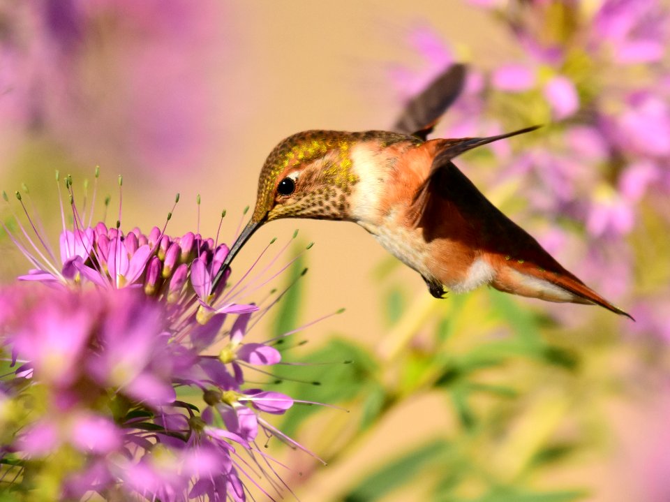 Rufous hummingbird at Seedskadee National Wildlife Refuge (51355893758)