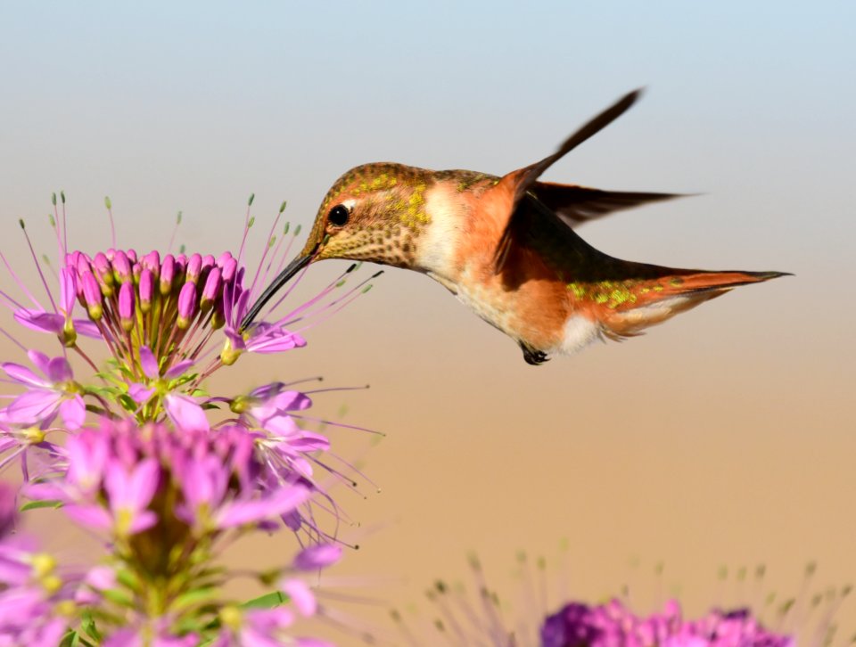 Rufous hummingbird at Seedskadee National Wildlife Refuge (51356396579)