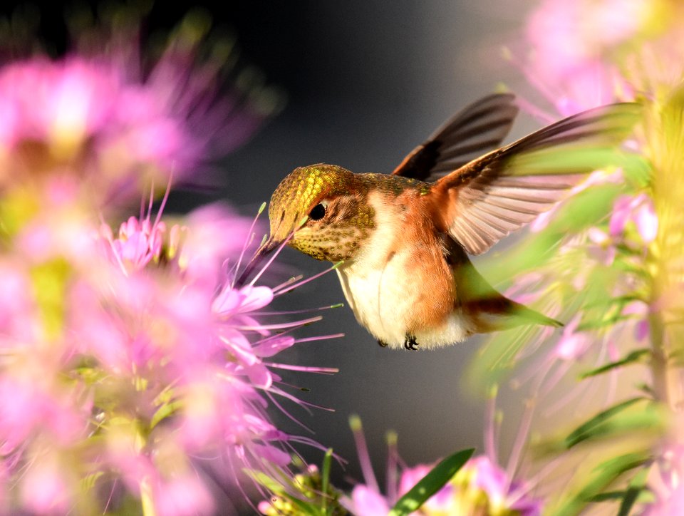 Rufous hummingbird at Seedskadee National Wildlife Refuge (51356356044)