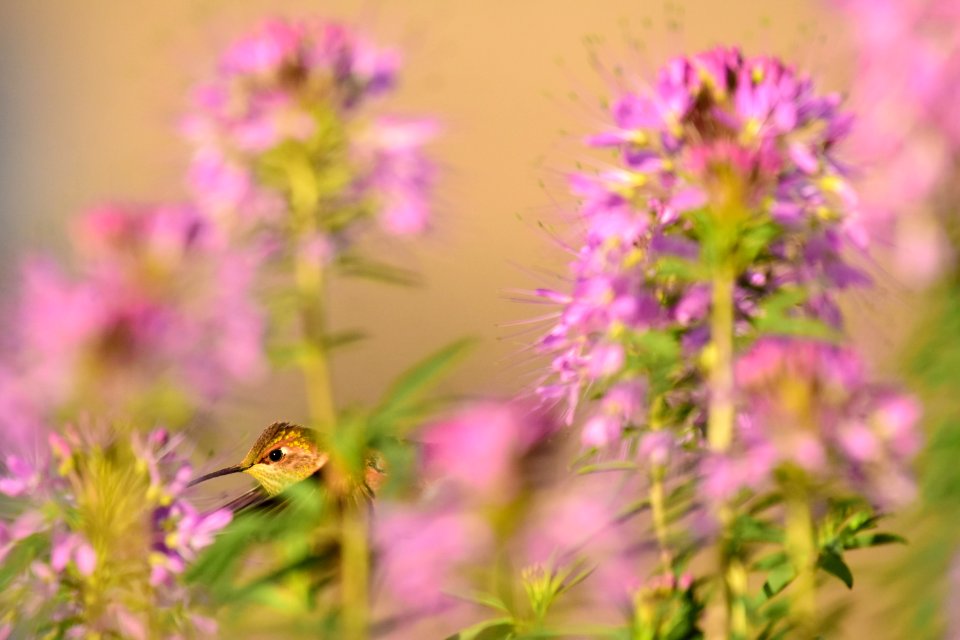 Rufous hummingbird at Seedskadee National Wildlife Refuge (51356458449)
