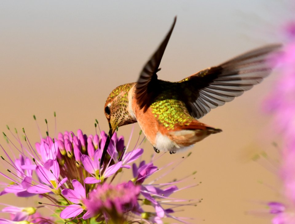 Rufous hummingbird at Seedskadee National Wildlife Refuge (51356387209)