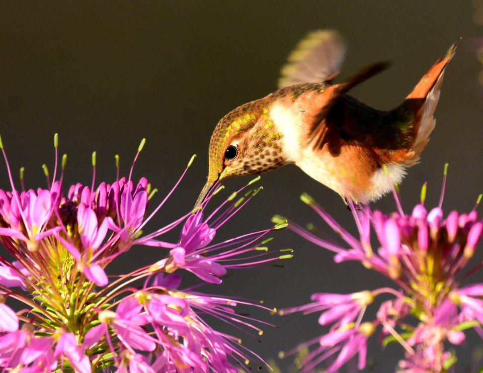 Rufous hummingbird at Seedskadee National Wildlife Refuge (51356643760)