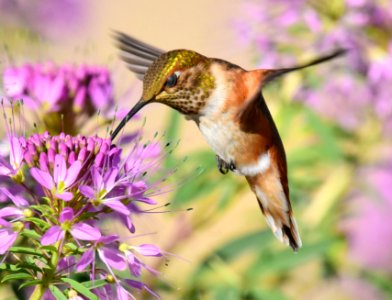 Rufous hummingbird at Seedskadee National Wildlife Refuge (51356420439)