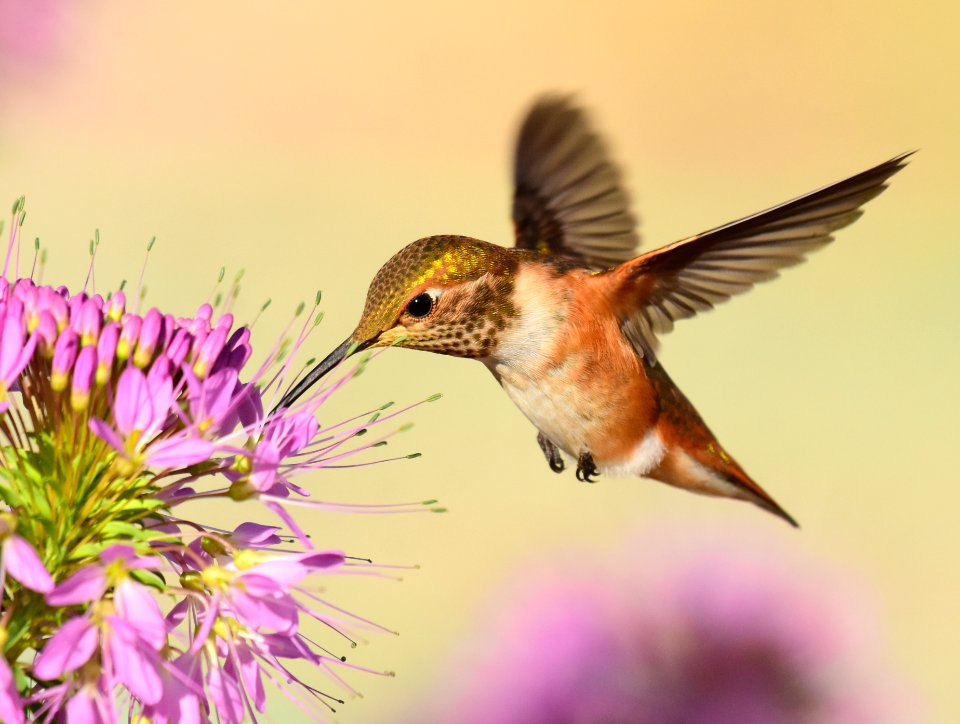Rufous hummingbird at Seedskadee National Wildlife Refuge (51356689595)