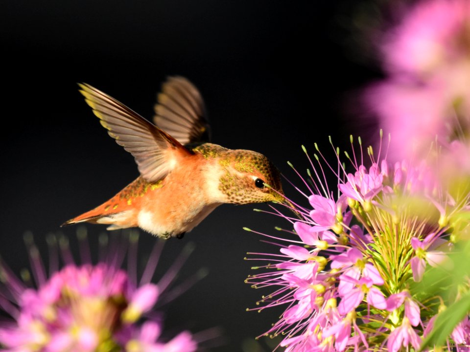 Rufous hummingbird at Seedskadee National Wildlife Refuge (51356630450)