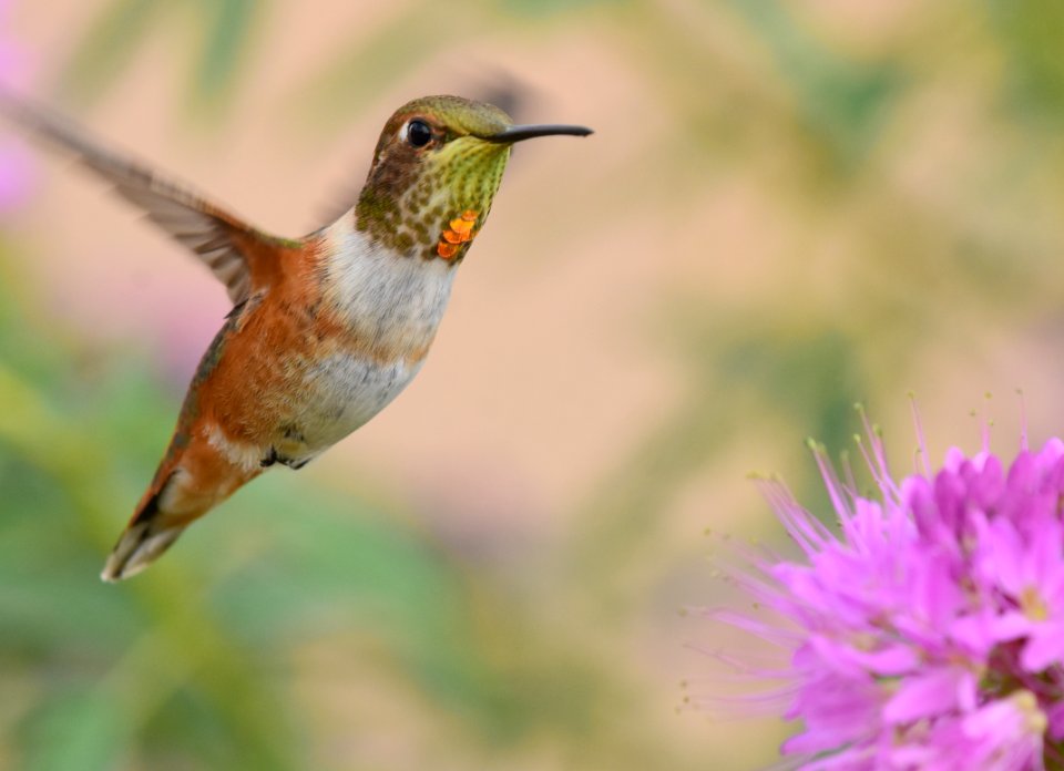 Rufous hummingbird at Seedskadee National Wildlife Refuge (51540241344)